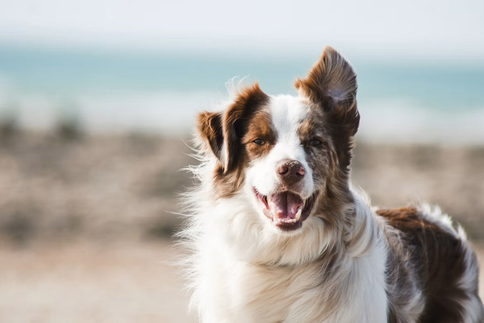 This isn't a dog brand. It's a brand for the people who picked the hardest dog.